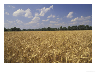 Wheat Crop, Tennessee, Usa by Adam Jones Pricing Limited Edition Print image
