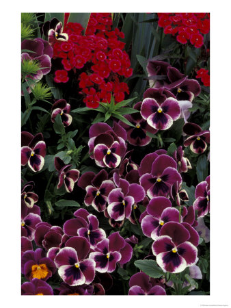 Hybrid Pansies In Garden, Oregon, Usa by Adam Jones Pricing Limited Edition Print image