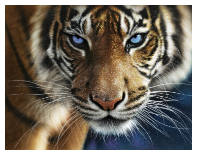 Blue Eyes by Collin Bogle Pricing Limited Edition Print image