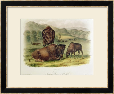 Bison From Quadrupeds Of North America (1842-5) by John James Audubon Pricing Limited Edition Print image