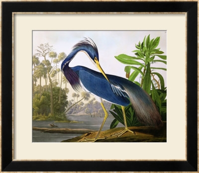 Louisiana Heron From Birds Of America by John James Audubon Pricing Limited Edition Print image