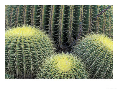 Pattern In Cactus by Adam Jones Pricing Limited Edition Print image