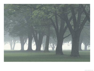 Trees In Fog, Louisville, Kentucky, Usa by Adam Jones Pricing Limited Edition Print image