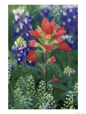 Close-Up Of Texas Paintbrush, Hill Country, Texas, Usa by Adam Jones Pricing Limited Edition Print image