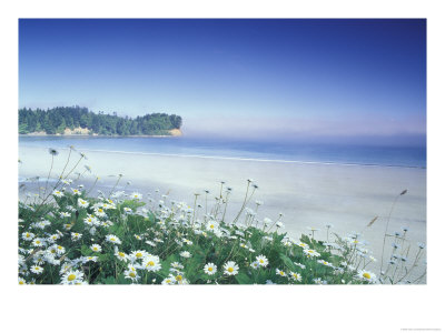 Daisies Along Crescent Beach, Olympic National Park, Washington, Usa by Adam Jones Pricing Limited Edition Print image