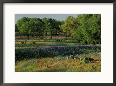 Late Afternoon Light On Field Of Texas Paintbrush And Bluebonnets, Hill Country, Texas, Usa by Adam Jones Pricing Limited Edition Print image