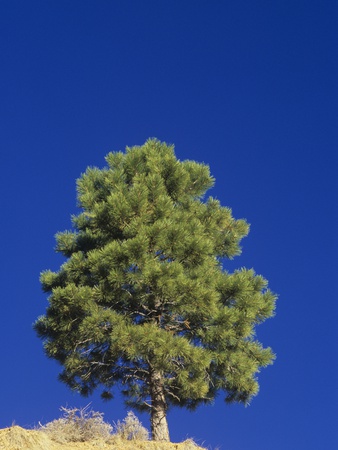 Pinyon Pine, Pinus Edulis, Zion National Park, Utah, Usa. by Adam Jones Pricing Limited Edition Print image