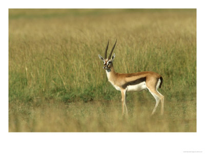 Thompsons Gazelle, Masai Mara Nr, Kenya by Steve Turner Pricing Limited Edition Print image