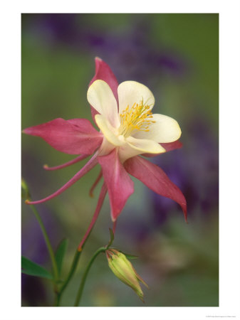 Hybrid Columbine, Aquilegia Spp Oregon by Adam Jones Pricing Limited Edition Print image