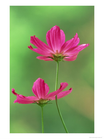 Cosmos Flowers, Cosmos Bipinnatus Skyward View by Adam Jones Pricing Limited Edition Print image