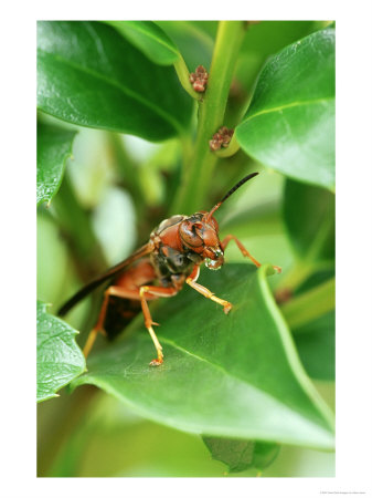 Paper Wasp, Polistes Species, Expelling Water After Heavy Rain by Adam Jones Pricing Limited Edition Print image