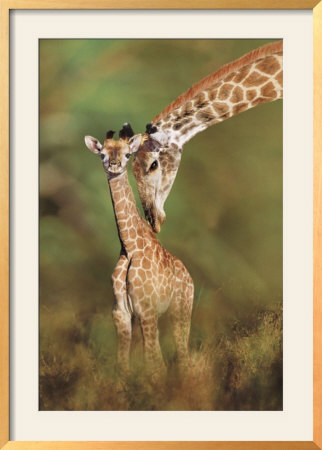 Tender Love by Steve Bloom Pricing Limited Edition Print image