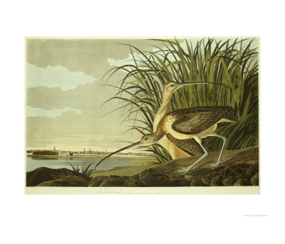 Male Ane Female Long Billed Curlew (Numenius Americanus) With The City Of Charleston Behind by John James Audubon Pricing Limited Edition Print image