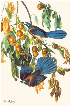 Scrub Jay by John James Audubon Pricing Limited Edition Print image