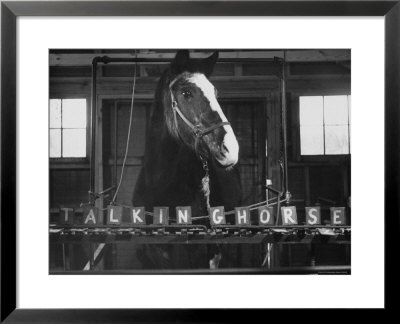 Lady Wonder, A Clairvoyant Talking Horse, Can Count And Spell Its Name by Hank Walker Pricing Limited Edition Print image
