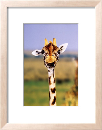 Giraffe by Steve Bloom Pricing Limited Edition Print image