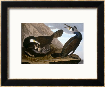 Common Cormorant by John James Audubon Pricing Limited Edition Print image