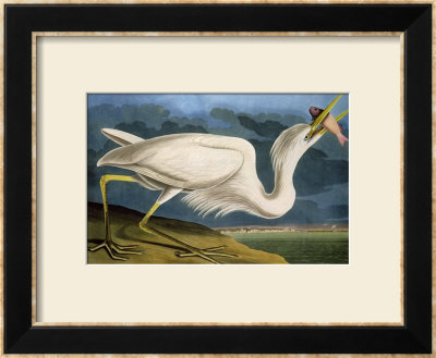 Great White Heron From Birds Of America by John James Audubon Pricing Limited Edition Print image