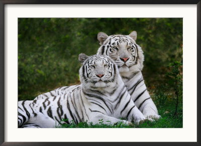 White Phase Of The Bengal Tiger by Adam Jones Pricing Limited Edition Print image