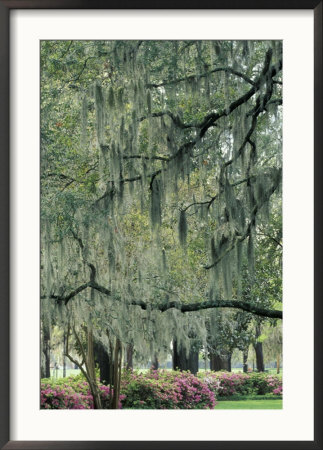 Live Oak Tree, Savannah, Georgia, Usa by Adam Jones Pricing Limited Edition Print image