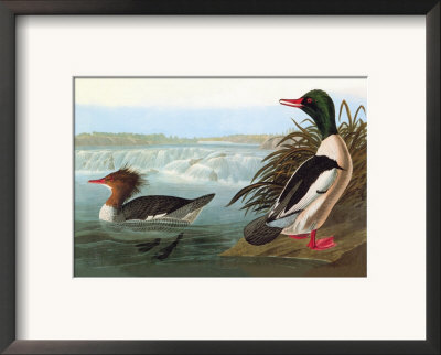 Common Merganser by John James Audubon Pricing Limited Edition Print image