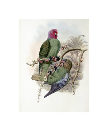 Tenimber Parrot by John Gould Pricing Limited Edition Print image