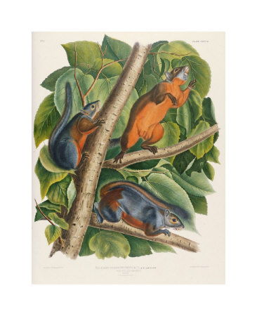 Red-Bellied Squirrel by John James Audubon Pricing Limited Edition Print image