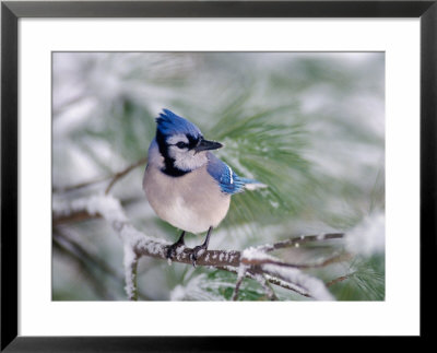 Blue Jay, Illustration by Adam Jones Pricing Limited Edition Print image