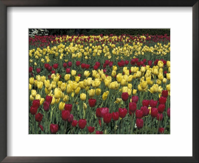Red And Yellow Tulips, Frankfurt, Kentucky, Usa by Adam Jones Pricing Limited Edition Print image