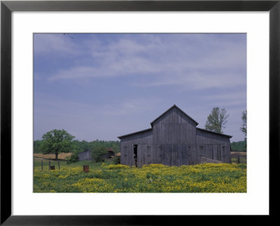 Rustic Barn And Field Of Buttercups, Near Dawson Springs, Kentucky, Usa by Adam Jones Pricing Limited Edition Print image