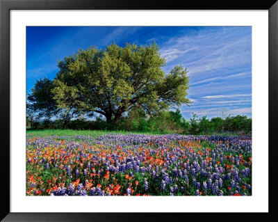 Live Oak, Paintbrush, And Bluebonnets In Texas Hill Country, Usa by Adam Jones Pricing Limited Edition Print image