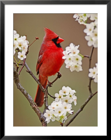 Male Northern Cardinal Among Blossoms Of Pear Tree by Adam Jones Pricing Limited Edition Print image