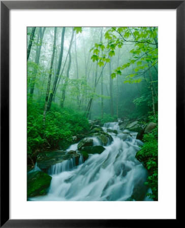 Linn Cove Creek Cascading Through Foggy Forest, Blue Ridge Parkway, North Carolina, Usa by Adam Jones Pricing Limited Edition Print image