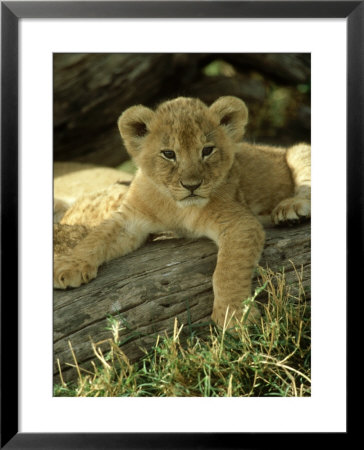 Lion, Panthera Leo 6 Week Old Cub Masai Mara, Kenya by Adam Jones Pricing Limited Edition Print image