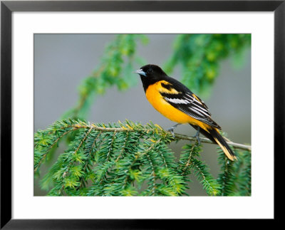 Male Baltimore Oriole by Adam Jones Pricing Limited Edition Print image