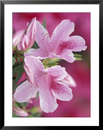 Azalea Blossom, Charleston, South Carolina, Usa by Adam Jones Pricing Limited Edition Print image