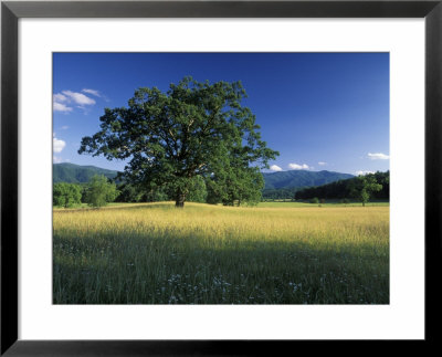 White Oak Tree In Grassy Field, Cades Cove, Great Smoky Mountains National Park, Tennessee, Usa by Adam Jones Pricing Limited Edition Print image
