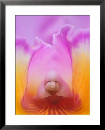 Hybrid Orchid by Adam Jones Pricing Limited Edition Print image