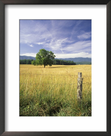 Tree In Grassy Field, Cades Cove, Great Smoky Mountains National Park, Tennessee, Usa by Adam Jones Pricing Limited Edition Print image