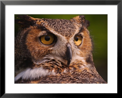 Great Horned Owl by Adam Jones Pricing Limited Edition Print image