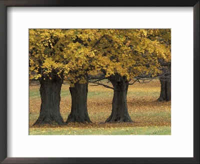 Maple Trees In Autumn, Kentucky, Usa by Adam Jones Pricing Limited Edition Print image