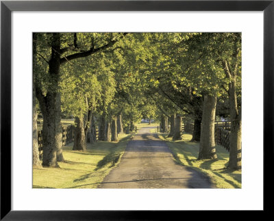 Tree-Lined Driveway, Bluegrass Region, Lexington, Kentucky, Usa by Adam Jones Pricing Limited Edition Print image