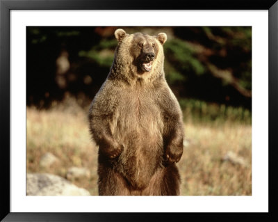 Grizzly Bear Standing In Field by Guy Crittenden Pricing Limited Edition Print image