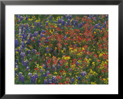 Texas Paintbrush And Bluebonnets With Low Bladderpod, Hill Country, Texas, Usa by Adam Jones Pricing Limited Edition Print image
