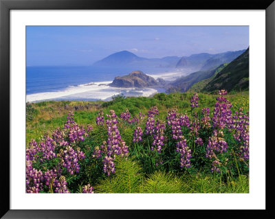 Lupine Flowers And Rugged Coastline Along Southern Oregon, Usa by Adam Jones Pricing Limited Edition Print image