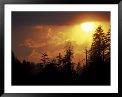 Mountain-Top Trees Silhouetted At Sunset, Great Smoky Mountains National Park, Tennessee, Usa by Adam Jones Pricing Limited Edition Print image