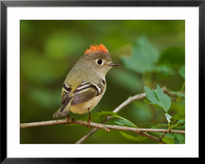 Male Ruby-Crowned Kinglet by Adam Jones Pricing Limited Edition Print image