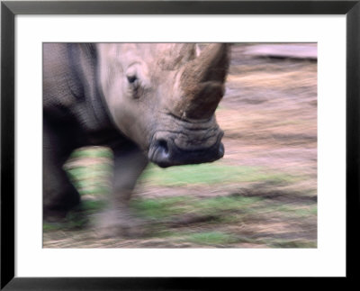 White Rhino (Ceratotherium Simum) At Western Plains Zoo, Dubbo, Australia by Dennis Jones Pricing Limited Edition Print image