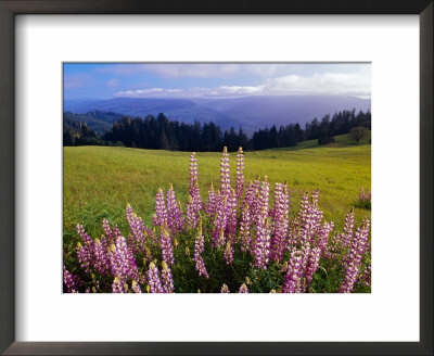 Blue-Pod Lupine In Bloom, Oregon, Usa by Adam Jones Pricing Limited Edition Print image