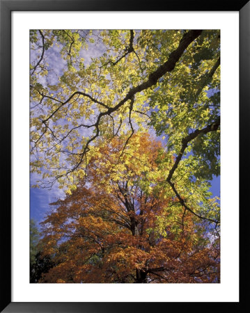 Skyward View Of Autumn Colors, Kentucky, Usa by Adam Jones Pricing Limited Edition Print image